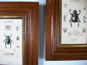 Pair of Beetles Prints in Moulded Oak Frame